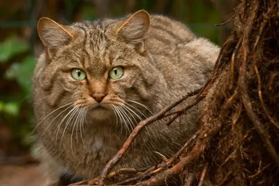 Дикие кошки: Европейская дикая лесная кошка (Felis silvestris) | Gatos,  Animales salvajes, Gatos bonitos