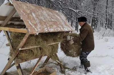 Кто, чем и зачем кормит лесных обитателей в студеную пору