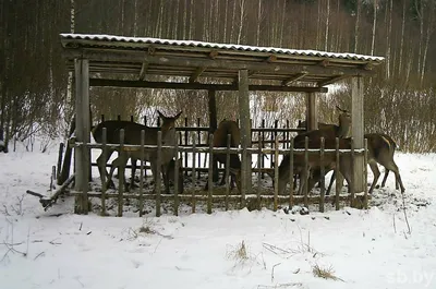 Рекомендации логопеда для родителей по лексической теме: \"Дикие животные  наших лесов\" - 22 Января 2014 - Блоги - Международное сообщество педагогов  \"Я - Учитель!\"