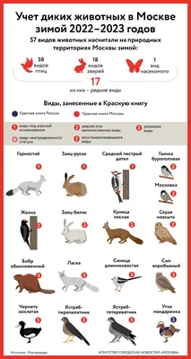 Можно ли подкармливать зимой диких животных и птиц и как это правильно  сделать - Лента новостей Крыма