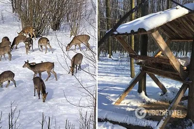 Акция \"Покормите животных зимой!\" Доброта начинается с малого!