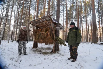 Рабочий лист \"Дикие животные зимой\"