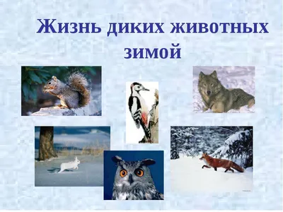 Дикие животные все чаще выходят к людям: почему это происходит? | Такие  дела Такие дела