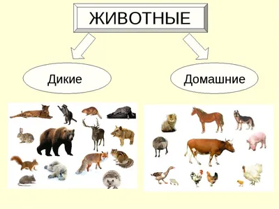 Государственный комитет Республики Татарстан по биологическим ресурсам