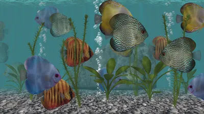 Discus Fish Aquarium Fish Tank — Приложения Майкрософт