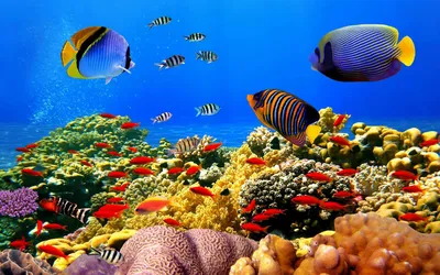 Живые обои для рабочего стола.(Dream Aquarium)Live Wallpapers for your  desktop. - YouTube