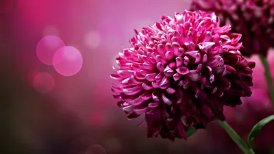 35 Incredible Flowers Full HD Wallpapers (35 обоев) » Обои для рабочего  стола, красивые картинки. Ежедневно