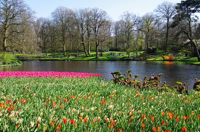 Обои для рабочего стола Нидерланды Keukenhof Природа Тюльпаны