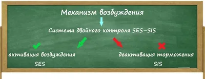 Скачать «Курс эротического массажа с техниками для возбуждения» [Виталий  Аэра]