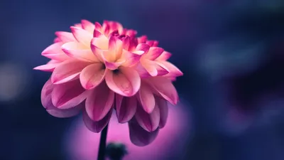 Крутые обои для ноутбука - 64 фото