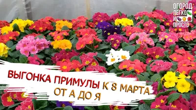Сколько стоят цветы к 8 марта 2021: цены в Украине