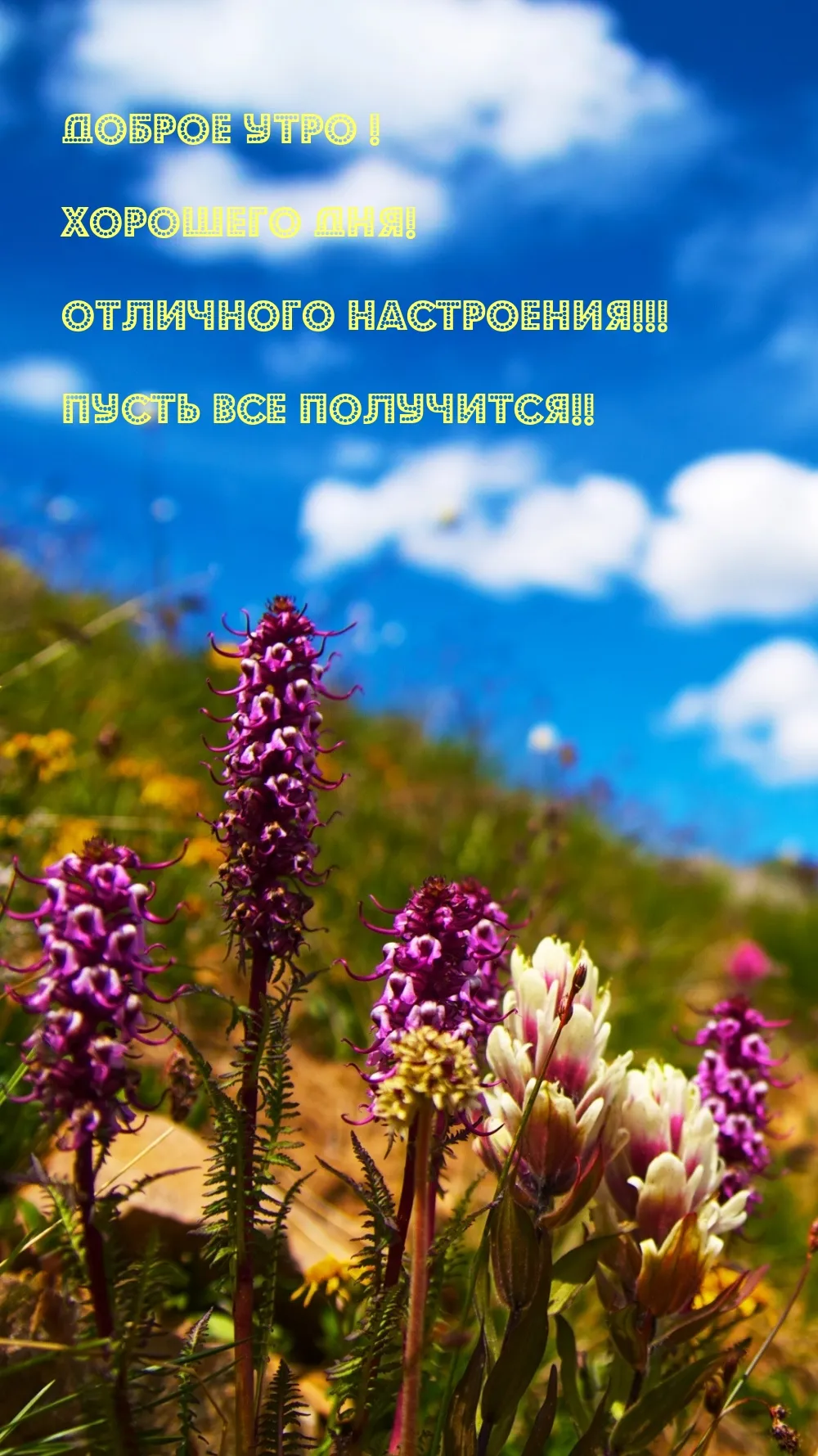Картинки \"С Добрым Утром!\" и \"Хорошего Дня!\" (500+) Картинки \"С Добрым Утром!\" и \"Хорошего Дня!\" (500+)