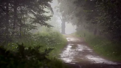 Дождь в осеннем лесу - Плэйкасты - Флора и Фауна, Времена года