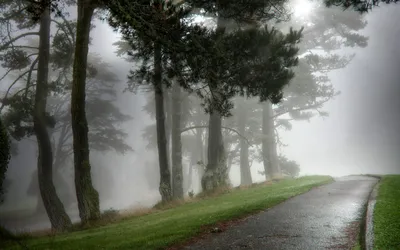 File:Летний дождь в лесу. Summer rain in the forest. - panoramio.jpg -  Wikimedia Commons