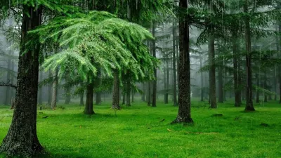 Дождь в лесу» — создано в Шедевруме