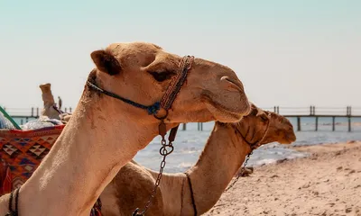 Египет 🇪🇬Хургада 🐪 Экскурсии в Египте 🌴Фотограф Хургада (@hurghada98) •  Instagram photos and videos