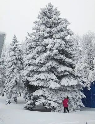 Картинки елки в снегу фотографии