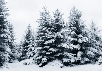 Искусственная елка Ель Естественная со снегом - Рождественские украшения  FairyTrees