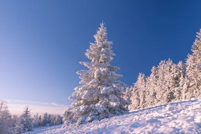 ветка елки в снегу фотография Stock | Adobe Stock