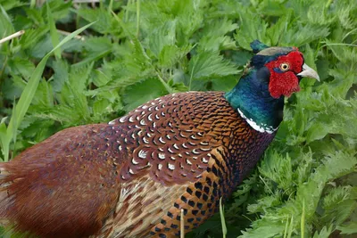 Обыкновенный фазан (Phasianus colchicus) — Зоопарк «Лимпопо» г. Нижний  Новгород – Нижегородский зоопарк