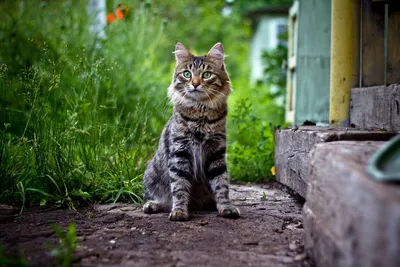 https://www.royalcanin.com/ua/ru-ua/cats/thinking-of-getting-a-cat/introducing-cats-to-other-pets