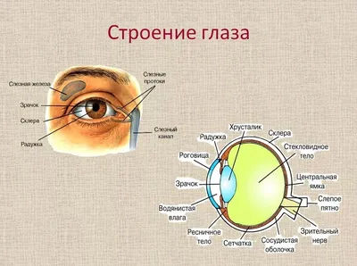 Глаза могут указать на состояние здоровья человека » ГТРК Вятка - новости  Кирова и Кировской области