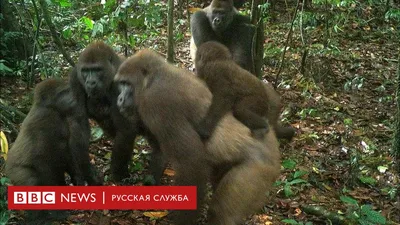 Почему Вам нужно увидеть африканских горных горилл в Уганде | Sima Safari