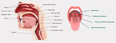 Как быстро вылечить горло? - Блог Health24