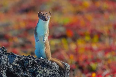 Хвост Горностая Veniard Stoat Tail Substitute - купить с доставкой по  России в интернет-магазине Рыбаклев