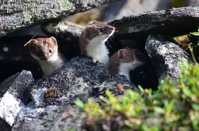 Nature Wild - Горностай красивый и юркий зверёк. Он также очень опасный и  безжалостный хищник. Одной из уникальных особенностей горностая является  его фирменный «гипнотический танец», который он использует, чтобы усыпить  бдительность более