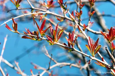 Фотография гранатового дерева Фон И картинка для бесплатной загрузки -  Pngtree