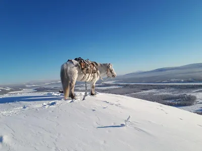 Шапка и купальник. Зачем жители Якутии раздеваются на 40-градусном морозе |  ОБЩЕСТВО | АиФ Якутия