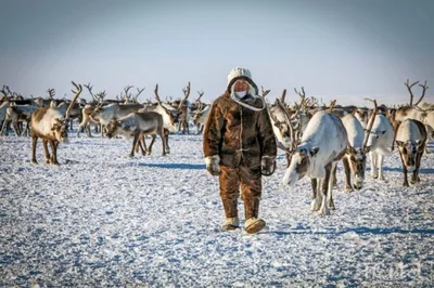 Кочевники XXI века: как родовые общины Якутии живут в условиях рынка |  ОБЩЕСТВО | АиФ Якутия