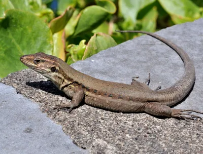 Прыткая ящерица (Lacerta agilis)