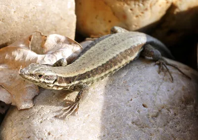 Ящерица крайнего севера🦎