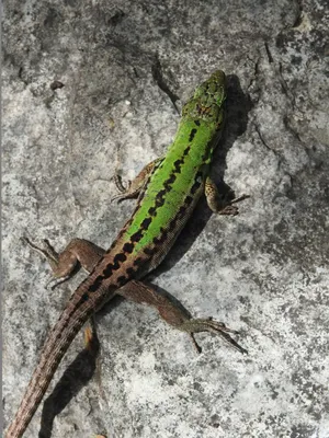 Зелёная ящерица(Lacerta viridis) — вид ящериц из рода Зелёных ящериц.  Ящерица на камне Stock Photo | Adobe Stock