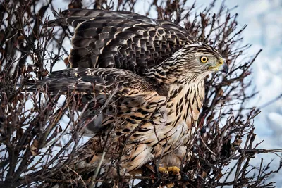 Ястреб-перепелятник (Accipiter nisus)