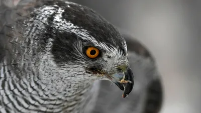 Ястреб купера - Coopers hawk. Photographer Etkind Elizabeth