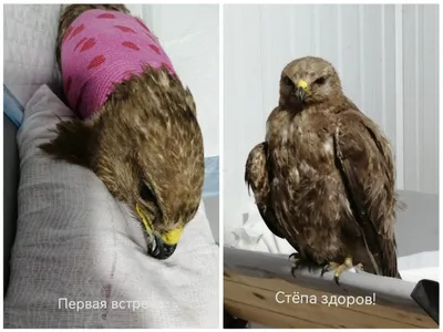 Ястреб-перепелятник - Содержание хищных птиц - Форумы Mybirds.ru - все о  птицах