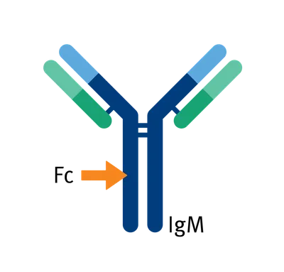 Immunoglobulin M (IgM)