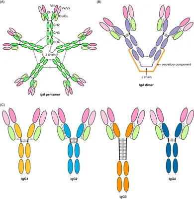 Frontiers | Immunoglobulin M: An Ancient Antiviral Weapon – Rediscovered