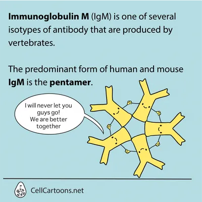 Antibodies | Free Full-Text | Structure, Function, and Therapeutic Use of  IgM Antibodies