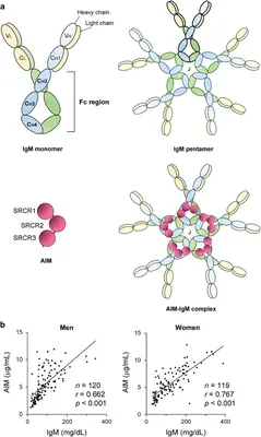 High-resolution structures of the IgM Fc domains reveal principles of its  hexamer formation | PNAS