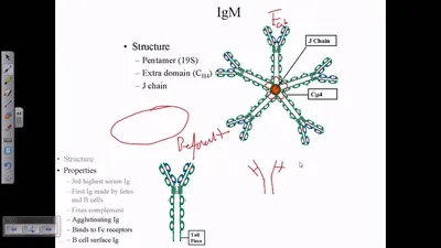 POROS CaptureSelect™ IgM PhyTip columns for purification of IgMs