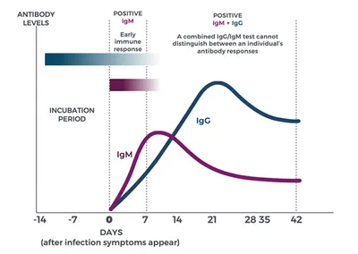 Immunoglobulin M Antibody - an overview | ScienceDirect Topics