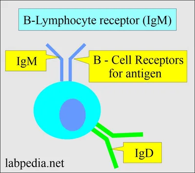 Schematic structure of IgM. (A) Monomeric IgM is composed of two... |  Download Scientific Diagram