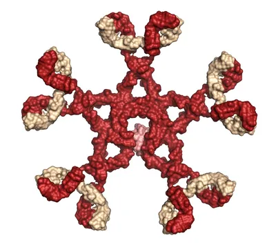 IgM Antibody (RPab) - Bio SB