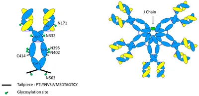 Immunoglobulin M (IgM)