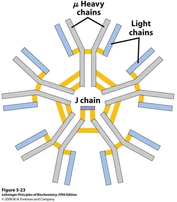 Immune system - IgA, IgG, IgM | Britannica