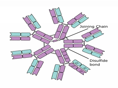 Schematic representation of the human IgM structure. IgM protein is... |  Download Scientific Diagram